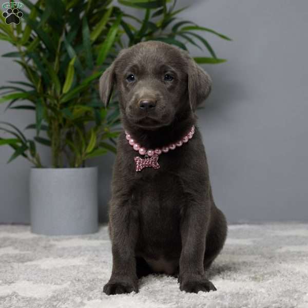 Callie, Charcoal Labrador Retriever Puppy